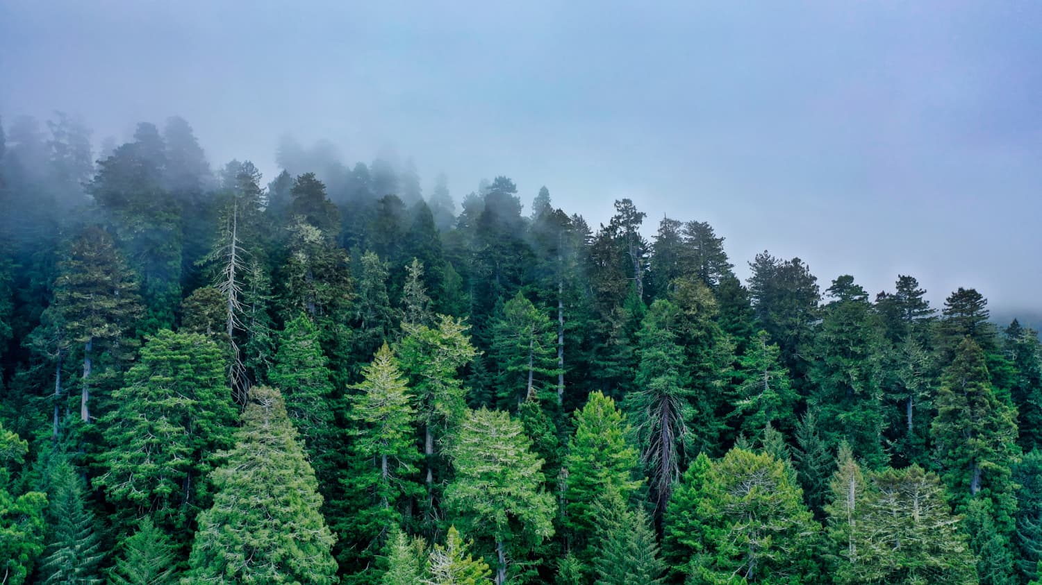 About Act on Climate